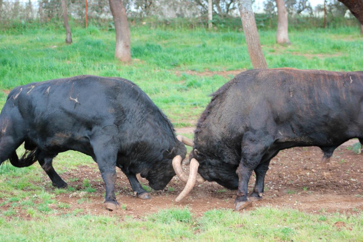 Toros bravos de la ganadería de Pedraza de Yeltes.