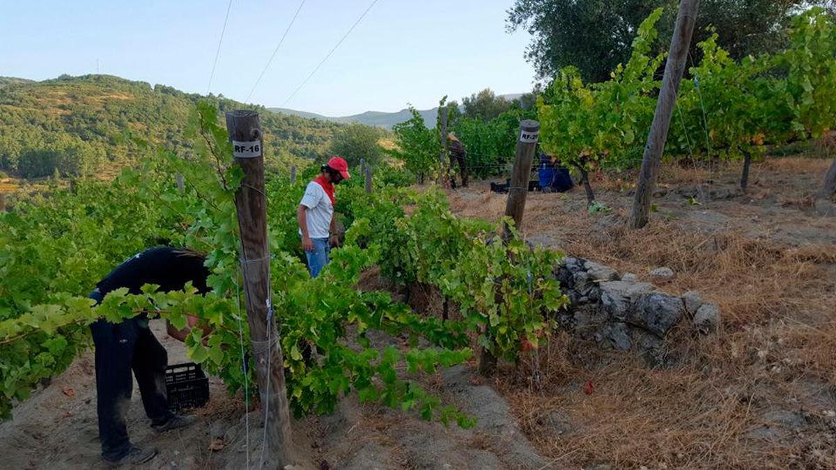 Vendimia de la uva de los vinos de la Sierra.