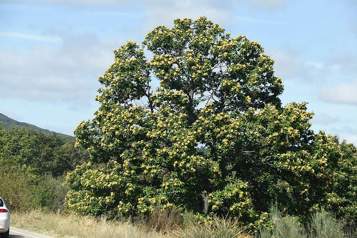 Los castaños forman parte de la imagen natural del entorno de La Alberca