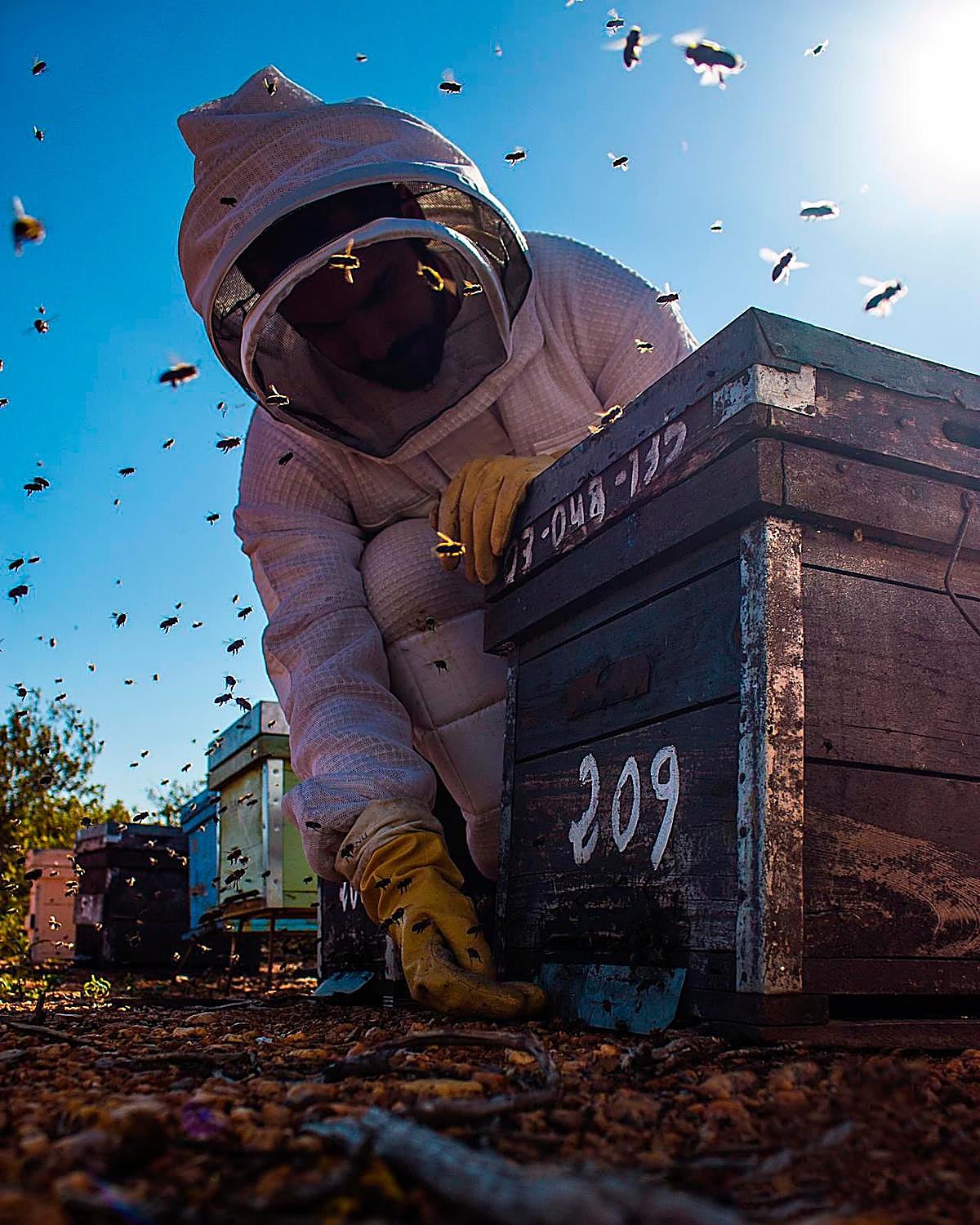 Un apicultor salmantino trabajando en sus colmenas.