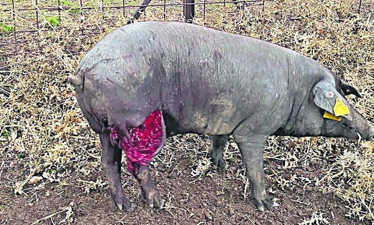 Uno de los cerdos que tendrá que ser sacrificado por las graves heridas del lobo.