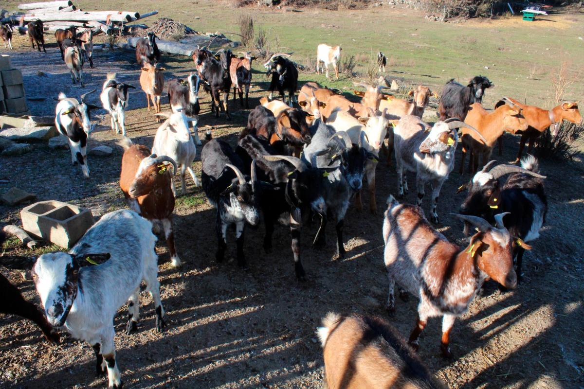 Explotación de cabras en Cantagallo, novena localidad en número de animales con 168 censadas.