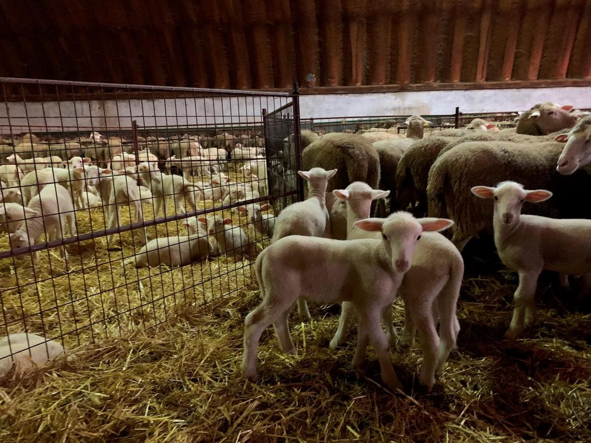 Las ventas de lechazo se animan con la Nochebuena | La Gaceta de Salamanca