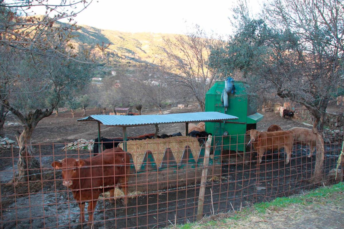 Explotación de vacuno de cebo en la provincia de Salamanca.