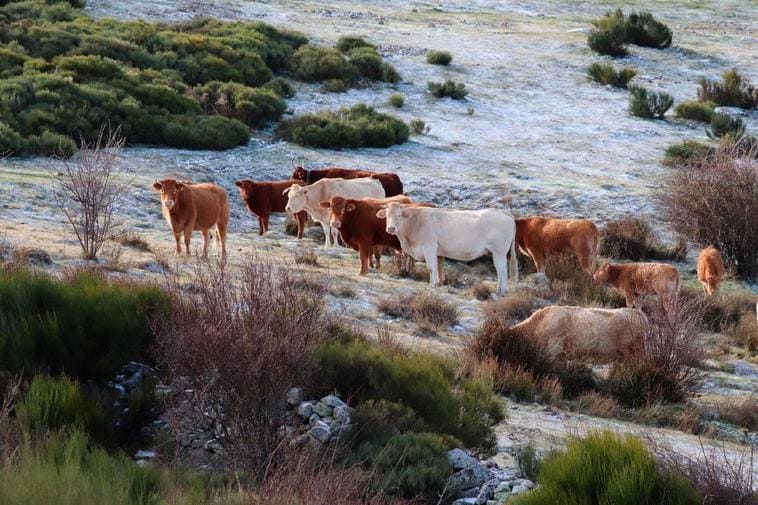 El ganado de la comarca de Béjar, camino de Extremadura