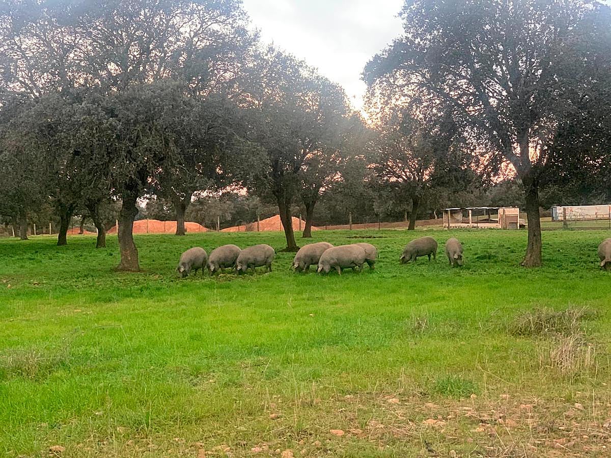 Marranos ibéricos en montanera en la dehesa mirobrigense de “Los Talayos”, de Herederos de Manuel Santos Alcalde