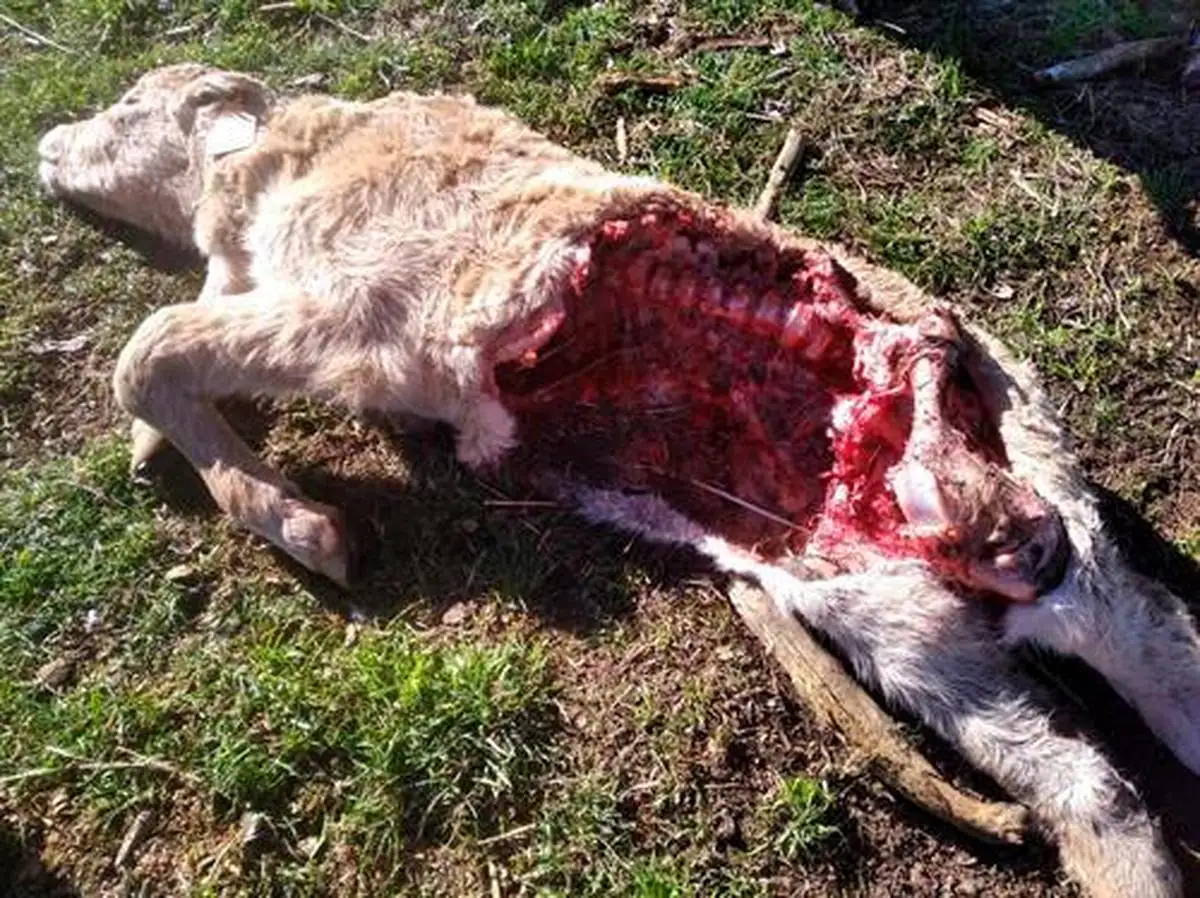 Uno de los terneros muertos por el ataque del lobo