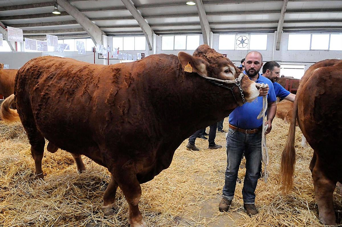 Toro limusín, raza reina en Salamanca con 77.146 reses registradas por la Junta