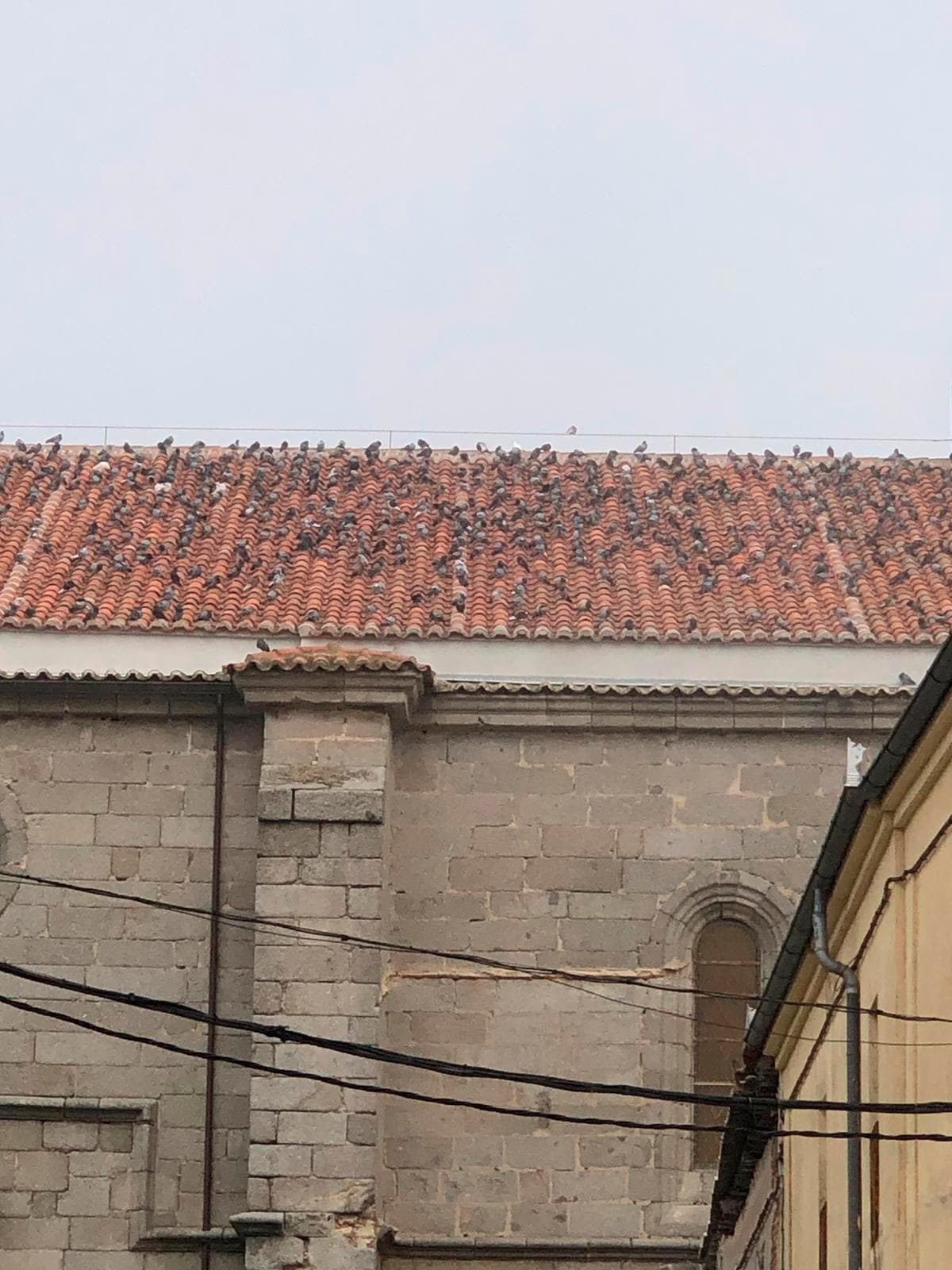 Cientos de palomas posadas sobre el recientemente renovado tejado de la parroquia.