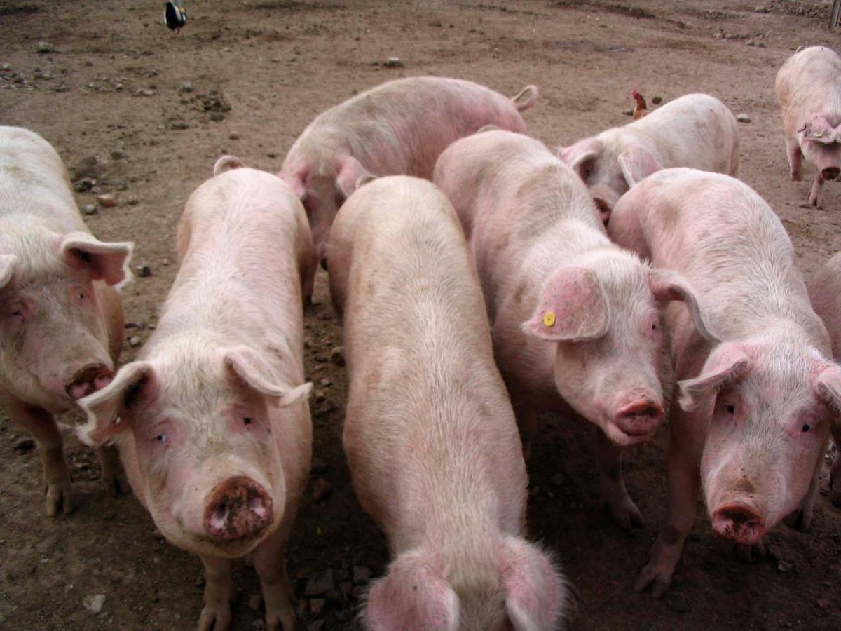 Cerdos blancos en una explotación de porcino de Salamanca.