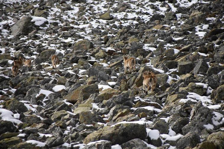 Ejemplares de cabra montés en los terrenos de la Reserva Nacional de Caza de Las Batuecas.