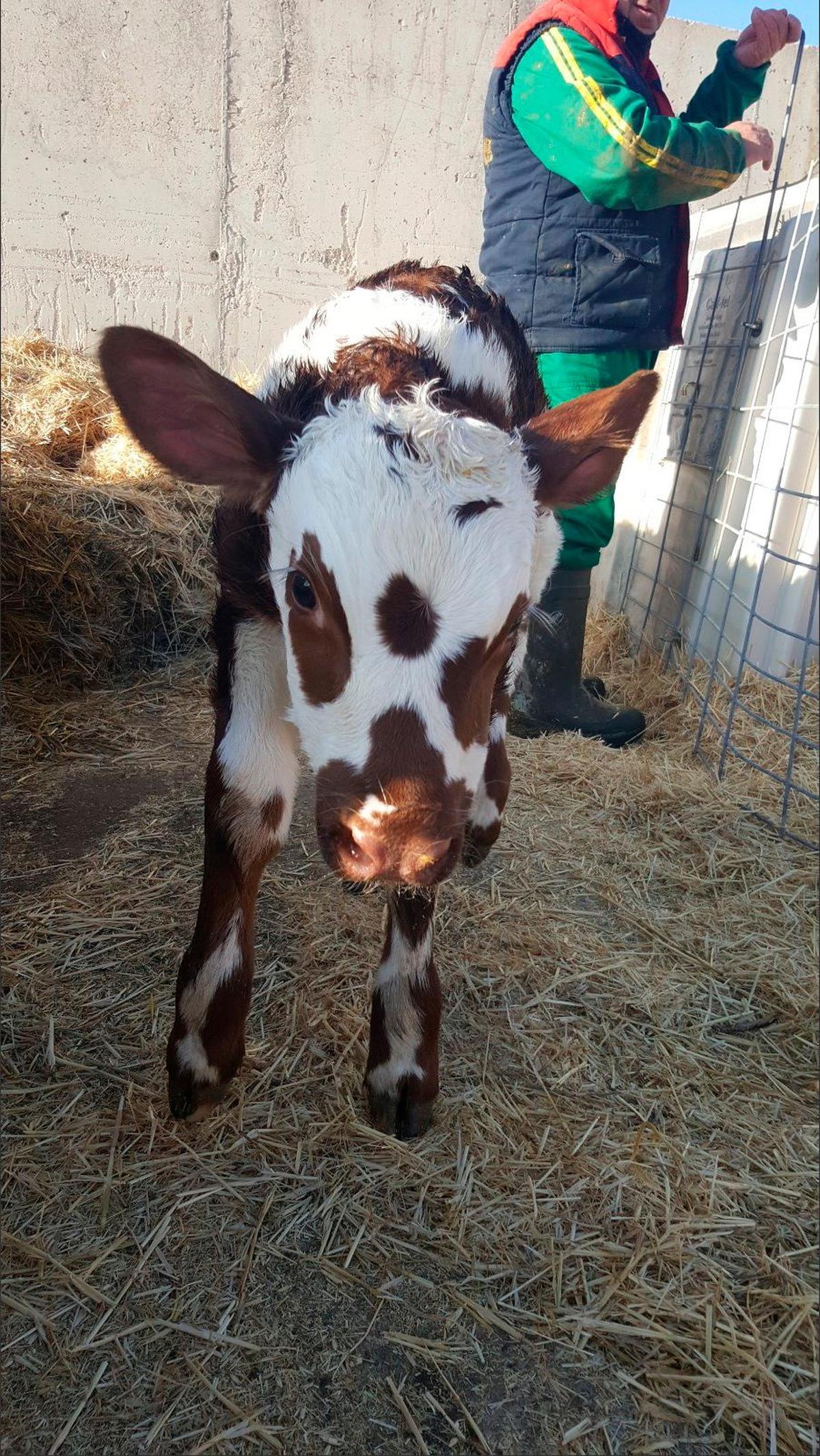 Ternera hija de un toro rojo sueco o viking red.