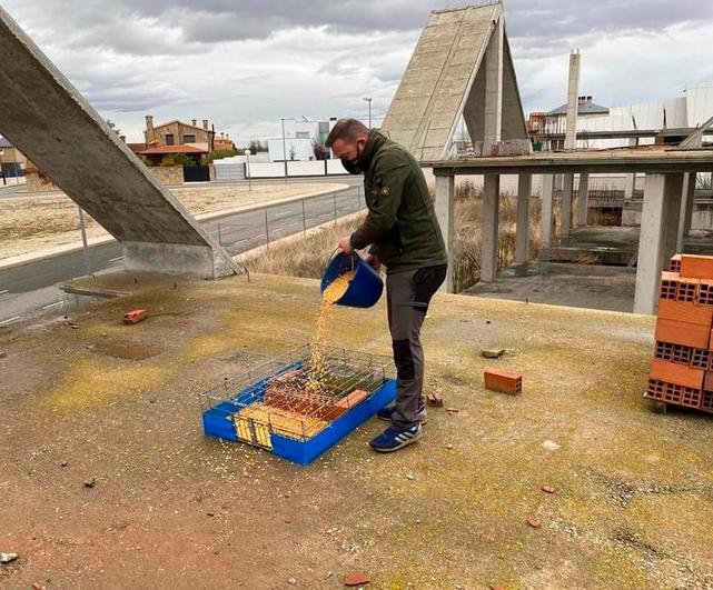 Los trabajos para el control de la plaga comenzaron en noviembre