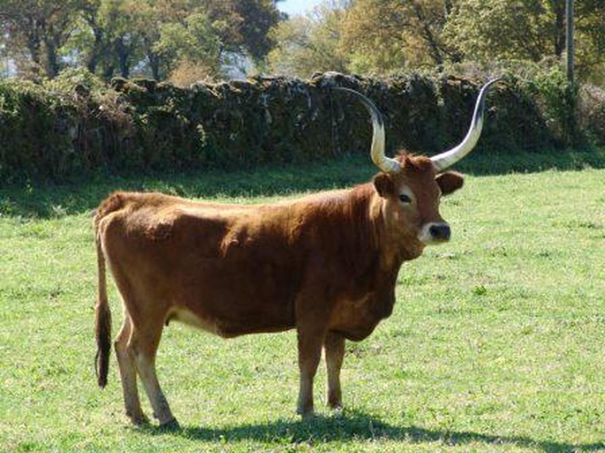 La vaca de raza cachena, llamada Filomena.