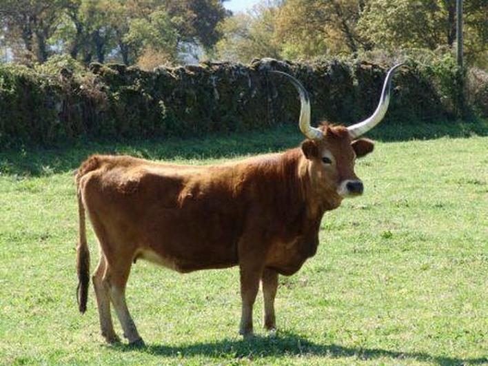 La vaca de raza cachena, llamada Filomena.