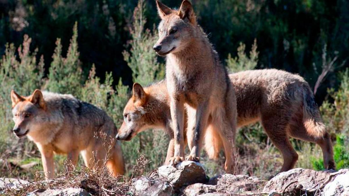 “Si es necesario, acabaremos en los tribunales”. El aviso de la Junta al Gobierno por la polémica del lobo