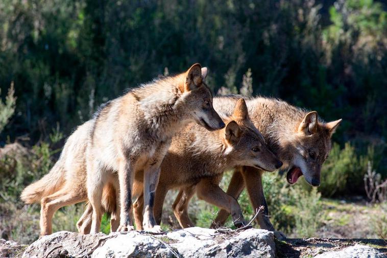 Lobos ibéricos del Centro de Lobo Ibérico de Robledo de Sanabria.