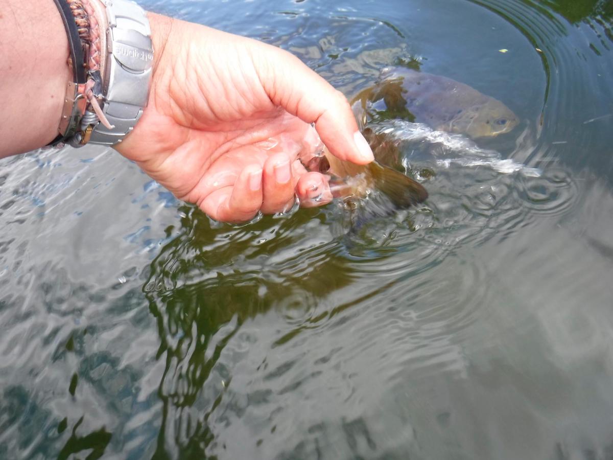 La pesca del futuro: captura y suelta.