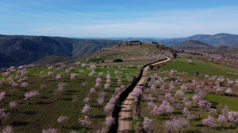 El espectáculo de los almendros en flor en La Fregeneda