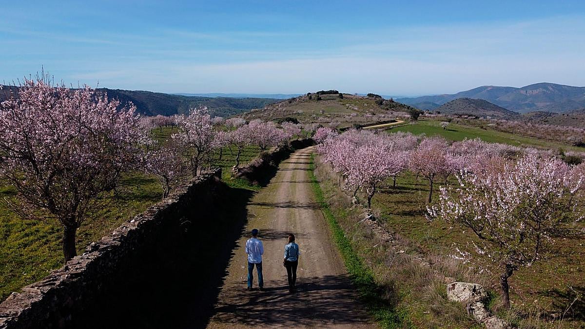 Más de 500 hectáreas de almendros florecen estos días en La Fregeneda en un espectáculo único.