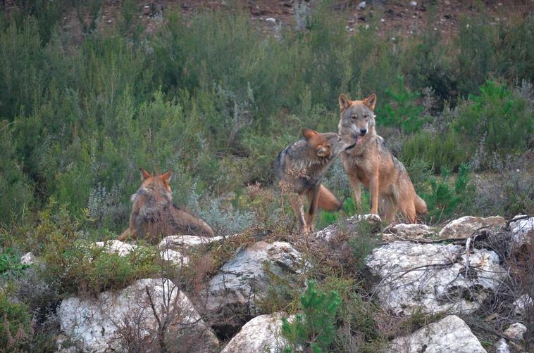 Uno de los debates es si se podrá mantener el control de población de lobos en lugares como Salamanca