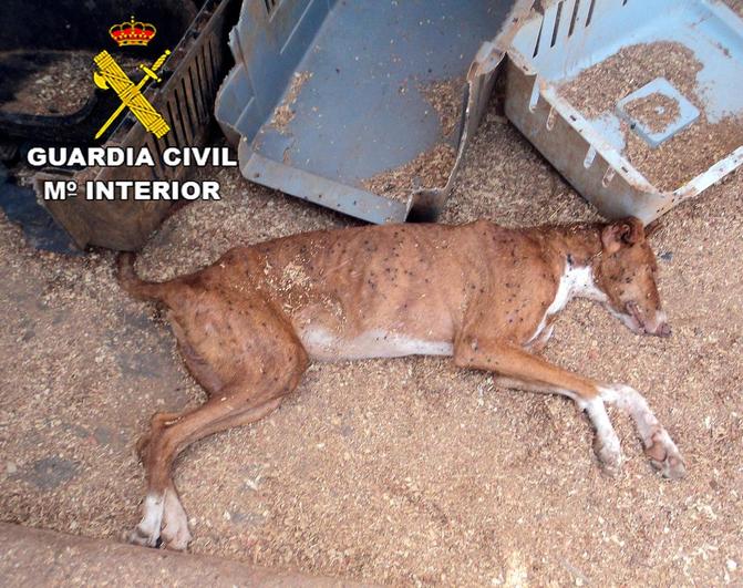 Fotografía facilitada por la Guardia Civil de un perro víctima de maltrato.
