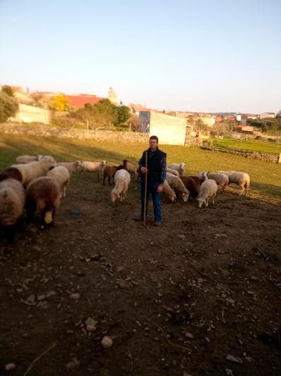 Francisco Francia, con su “nuevo” rebaño de ovejas de carne.