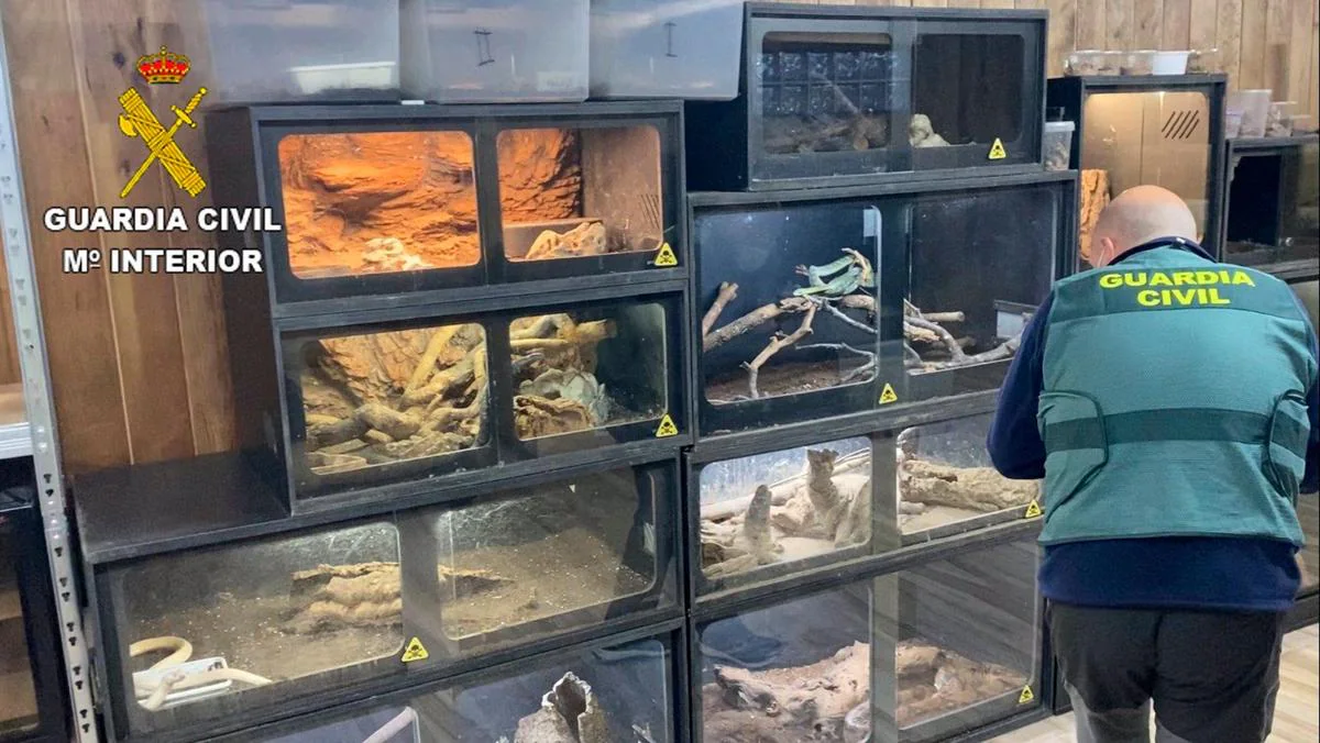 Instalación con reptiles encontrada por la Guardia Civil en Val de Santo Domingo