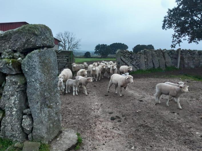 Uno de los rebaños más castigados por el lobo de la provincia, en la comarca del Abadengo.