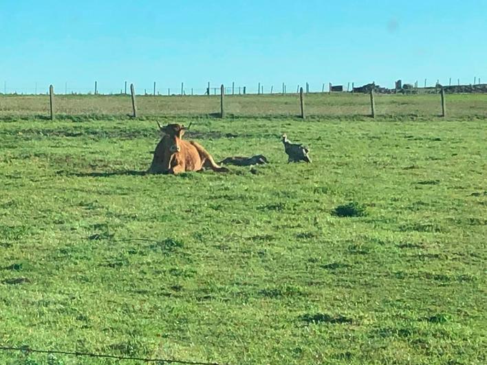 Los buitres atacan a una vaca y su ternero en San Felices de los Gallegos