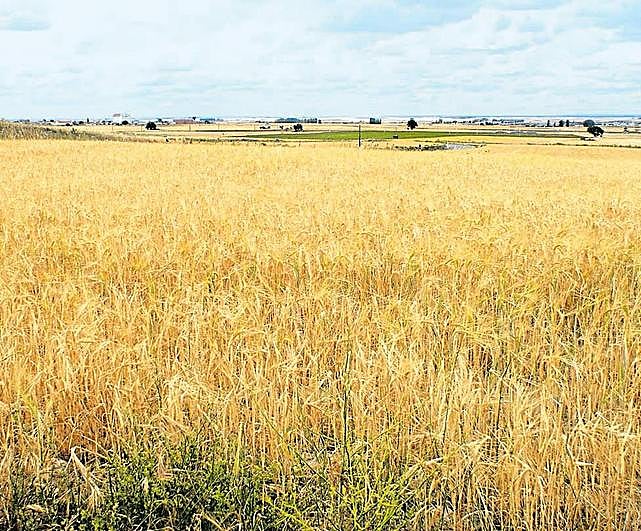 Campo de cereal en La Armuña.