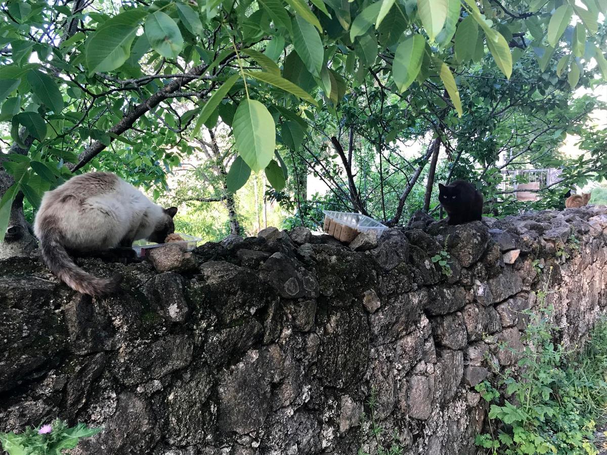 Imagen de dos gatos comiendo en el Cordel de Merinas en Béjar.