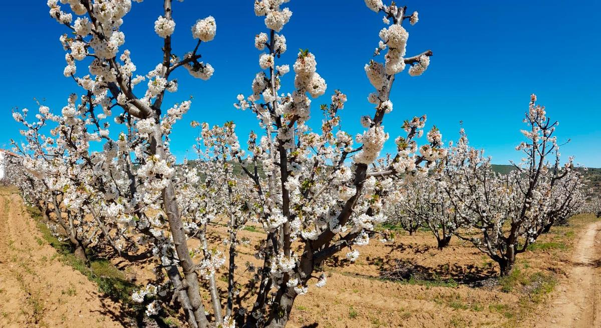 Cerezos en flor en el entorno de Madroñal.