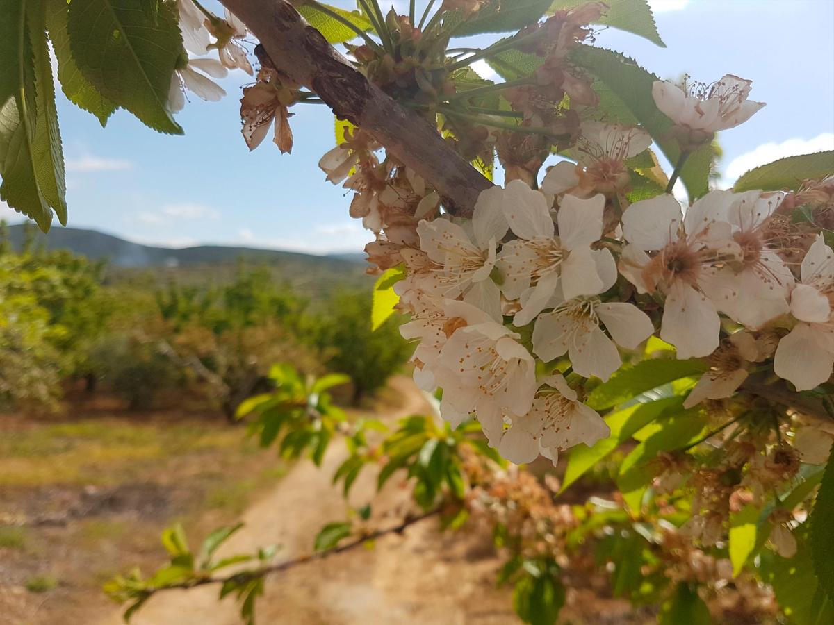 Un cerezo en la ruta de los “Tres Ríos” de Sotoserrano.