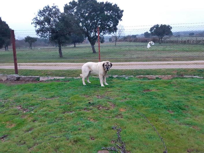 Mastín atado con una cadena en una finca de Bañobárez.