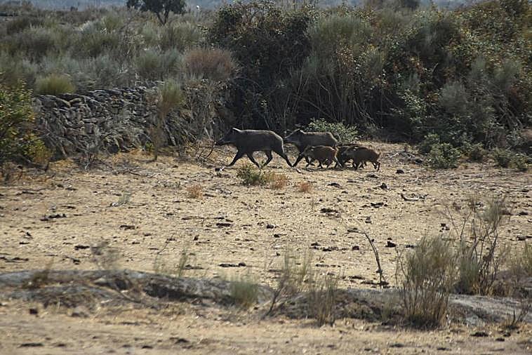 Un grupo de jabalíes, en el campo mirobrigense