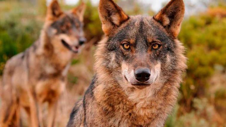 Imagen de un lobo ibérico.