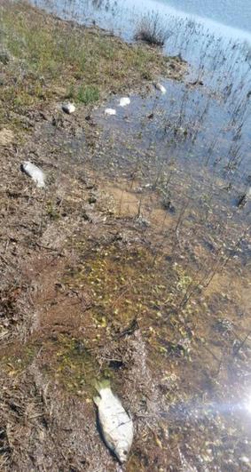 Carpines muertos en las orillas del azud de Riolobos.