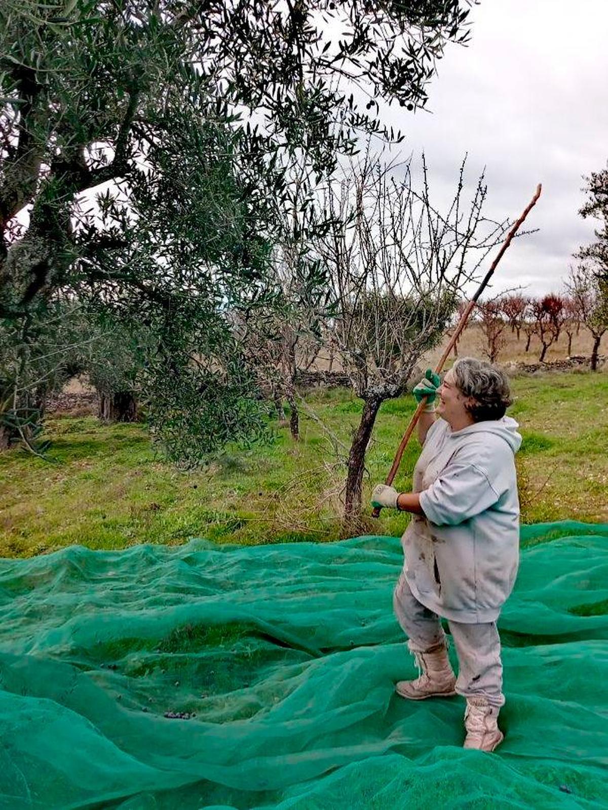 Pilar Pérez varea un olivo, en una imagen de archivo.