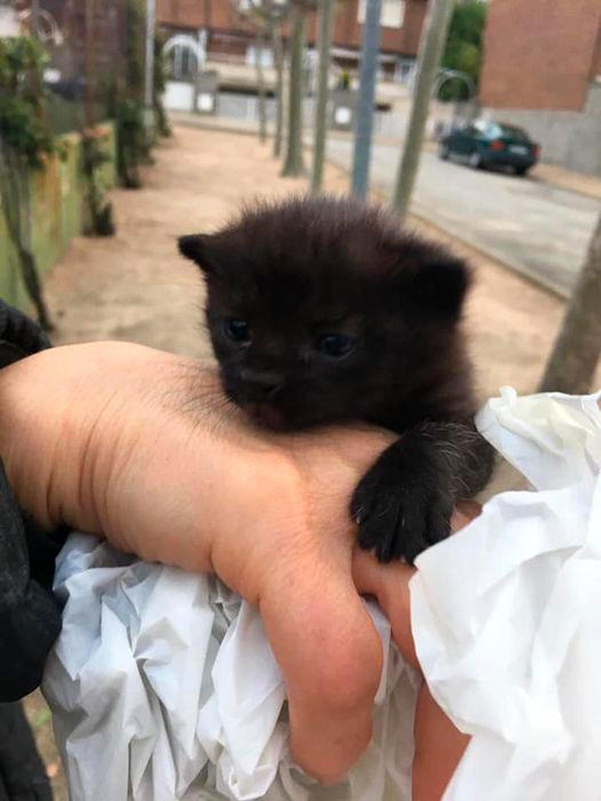 El gatito encontrado en Terradillos