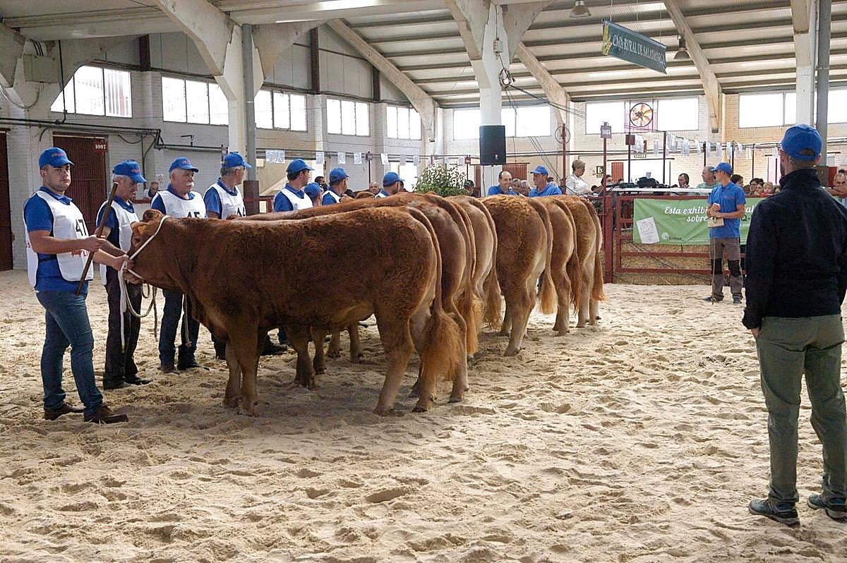 Los concursos nacionales de ganado volverán a Salamaq, incluido el de limusín.