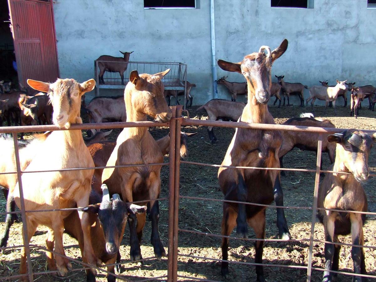 Cabras en una explotación salmantina.