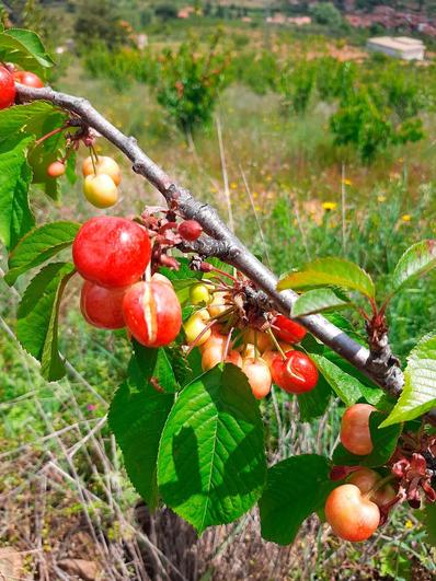 Primeras cerezas, algunas rajadas.