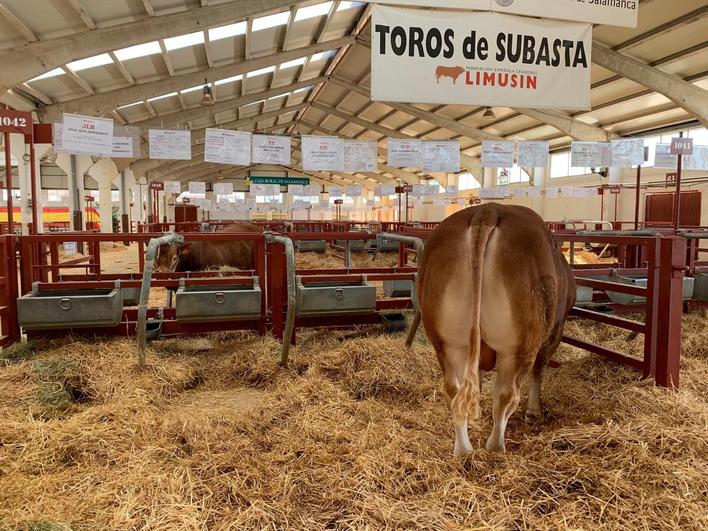 Toros puros de la subasta en Salamaq 2019.