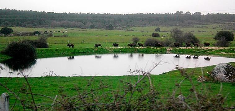 Una piara de jabalíes corriendo junto a una charca.