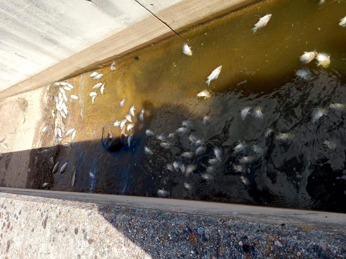 Cientos de peces muertos en unos de los ramales del azud de Riolobos.