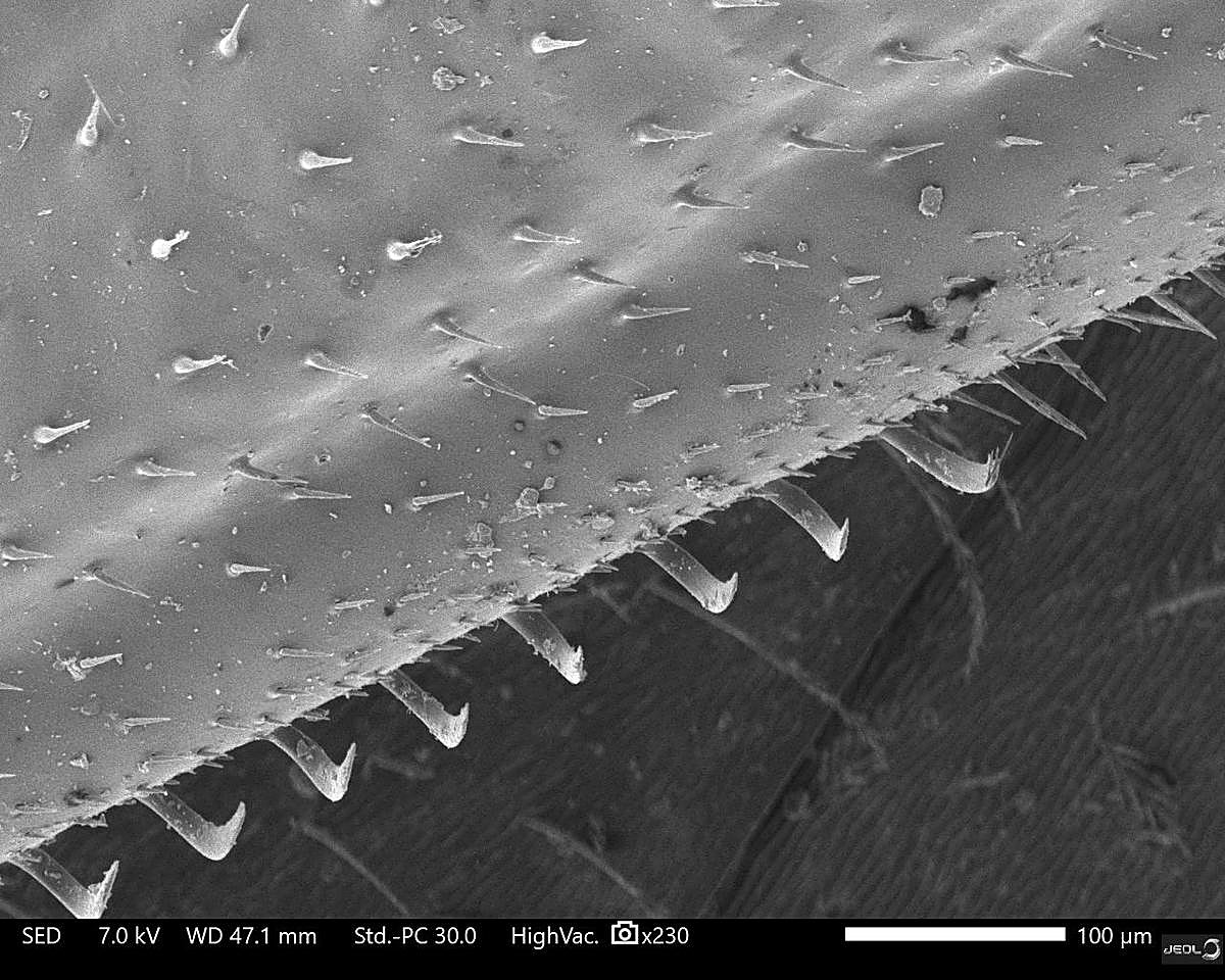 Detalle del ala de la abeja mostrando el hamuli, sistema de ganchos que les permite unir la anterior con la posterior para volar.