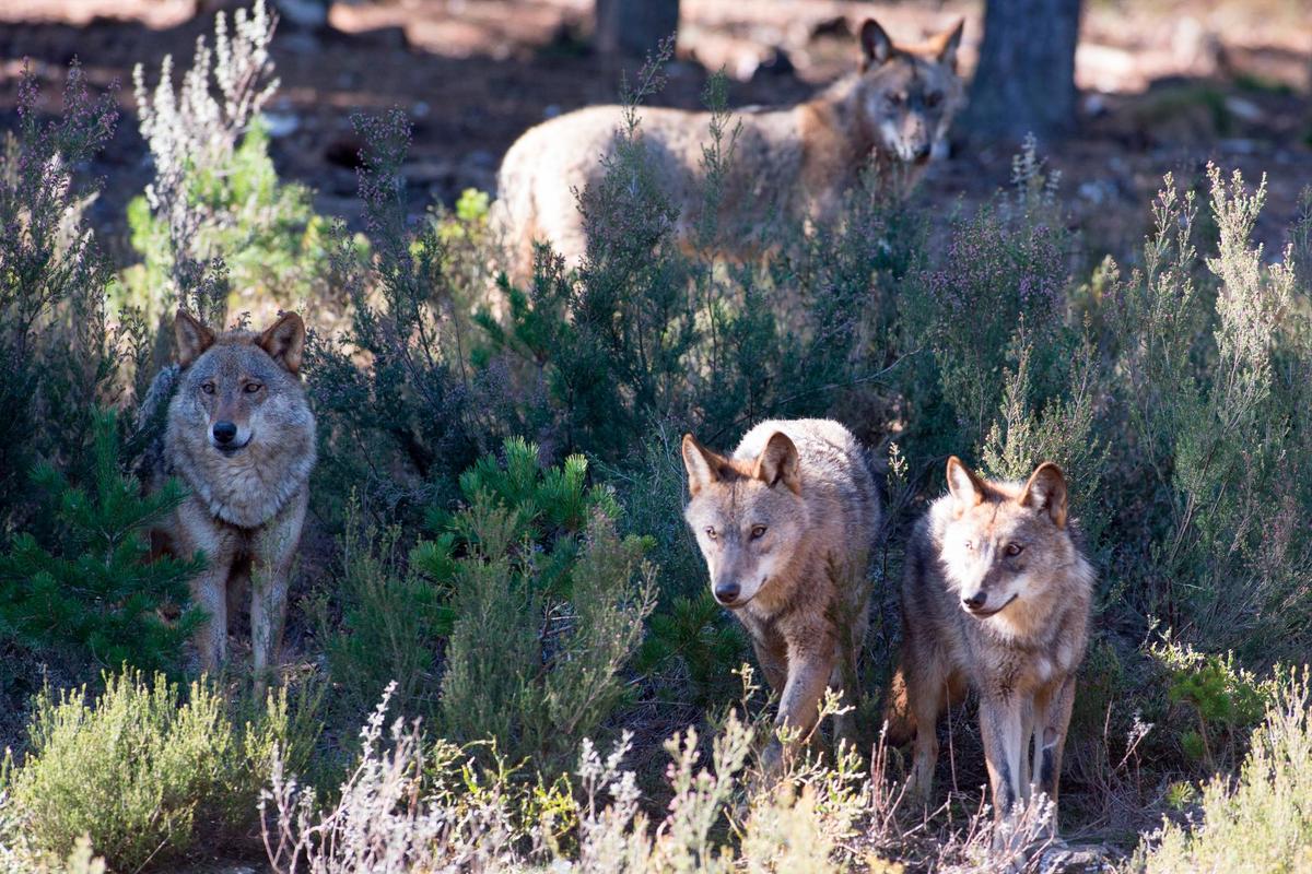 Lobos ibéricos en Robledo de Sanabria.