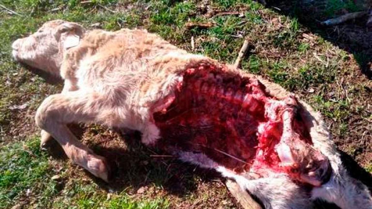 Un ternero muerto por un reciente ataque de lobo.