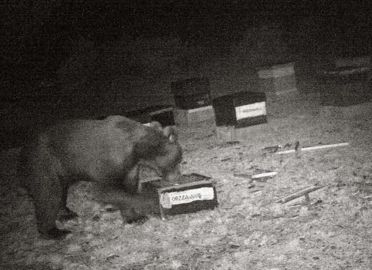 Un oso pardo atacó a una mujer